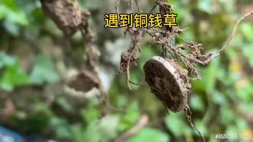 大叔挖山时竟然真的发现铜钱草！树根上吞噬了很多大洋币！