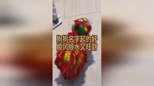狗狗名字起的好，顺风顺水又旺财