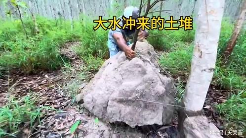 大水冲来插着树枝的土堆！从里边开出大金链子！