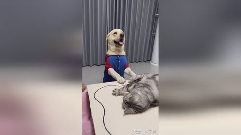 这狗子真有心机、还以为它变懂事了呢