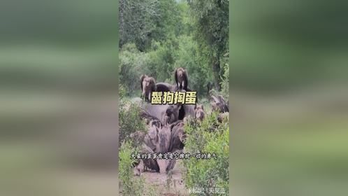 鬣狗掏蛋中毒的大象蛋蛋有毒吗