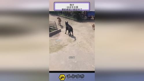 狗子 -这老羊太猛，害的裤衩子都刮坏了！