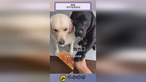 狗狗 -养不起就直说！