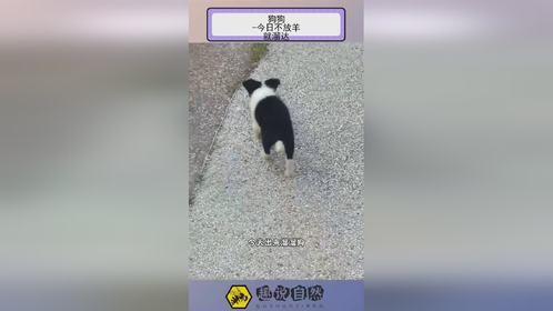 狗狗 -今日不放羊，就溜达！