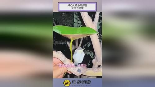 好心人给小鸟撑盘，小鸟有点懵！