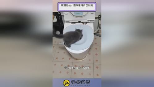 刚满月的小猫咪懂得自己如厕！