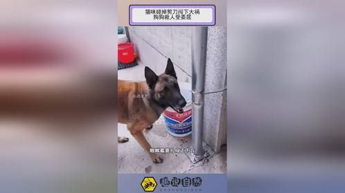 猫咪碰掉剪刀闯下大祸，狗狗救人受委屈！