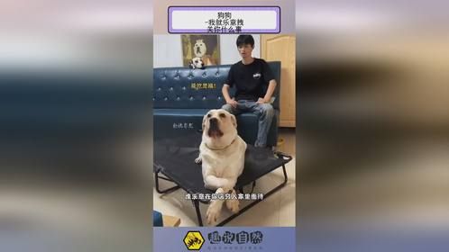 狗狗 -我就乐意拽，关你什么事！