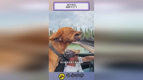 狗子兜风，嘴唇子已飞！