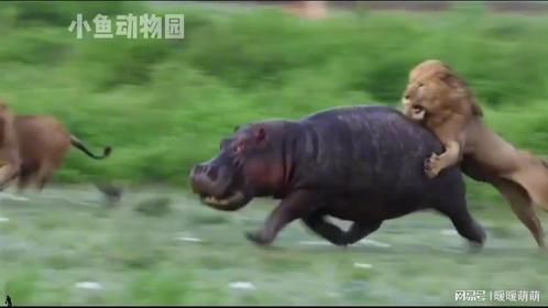 河马：看似人畜无害，呆萌可爱，实则无鳄不坐