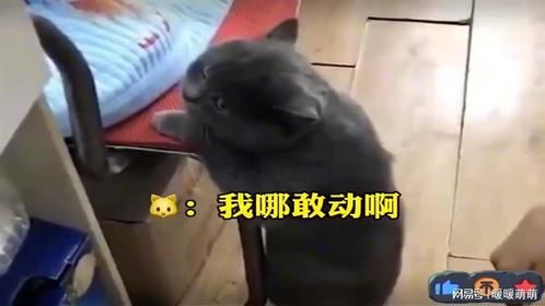 盘点那些怂怂的猫咪！