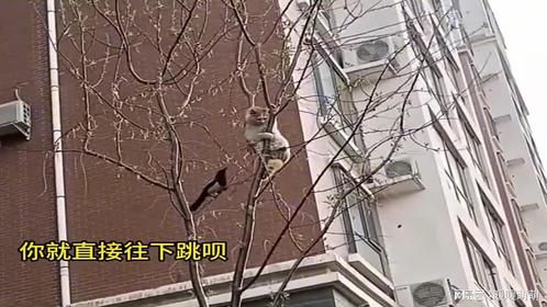 喜鹊：我的地盘你得听我的