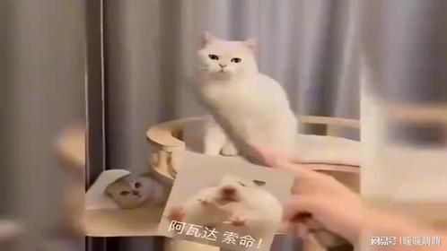 那些骂骂咧咧的猫咪，真的是太搞笑了！