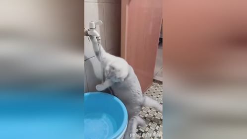 猫：洗下手也打我