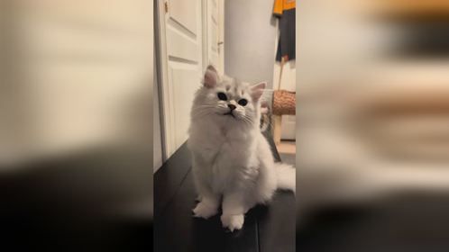 二咪子想唱歌呢，作为专业的我必须要配合啊