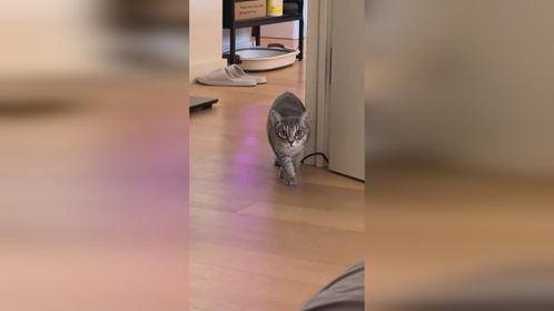 二咪子也想吃，我先吃饱再说吧