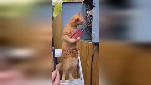 咪师傅这也不行啊，就这自己还说是专业的