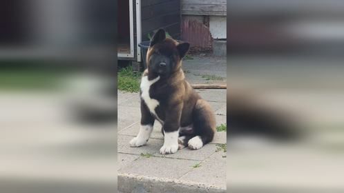 本来吃根火腿游刃有余，结果搞的连滚带爬