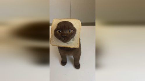 二咪子想吃面包，弄来了它又不吃