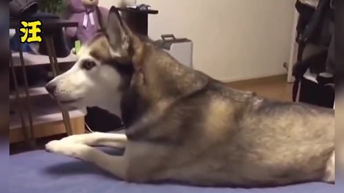 盘点狗子们的迷惑瞬间，狗狗：做狗我真不如你#狗狗