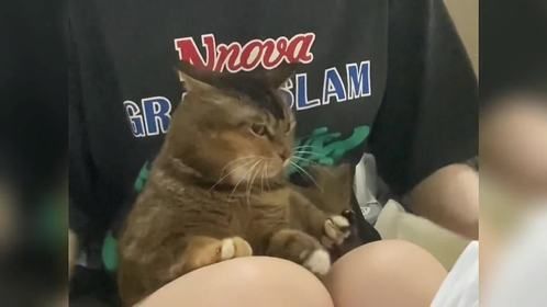 盘点猫狗的搞笑瞬间，猫最的天敌是“狗”