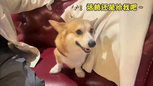 盘点狗狗心思全写在脸上的搞笑瞬间，专治不开心