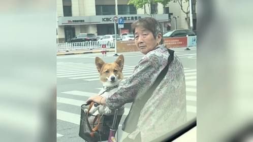 盘点宠物们的治愈瞬间，消除一天的疲惫