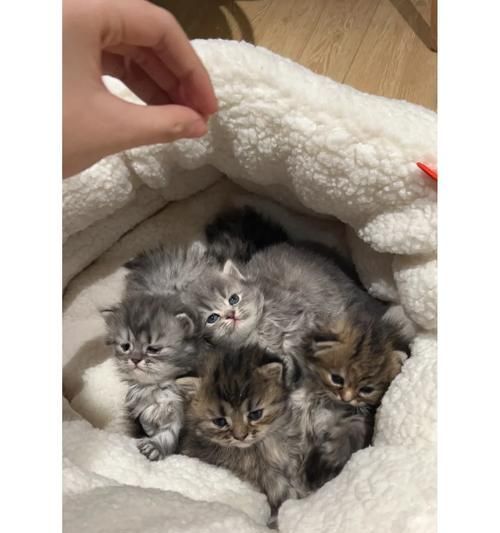 母猫产后护理时间（了解猫咪产仔后的重要时刻）