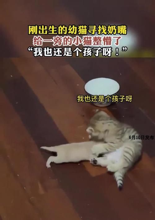 母猫产后护理时间（了解猫咪产仔后的重要时刻）