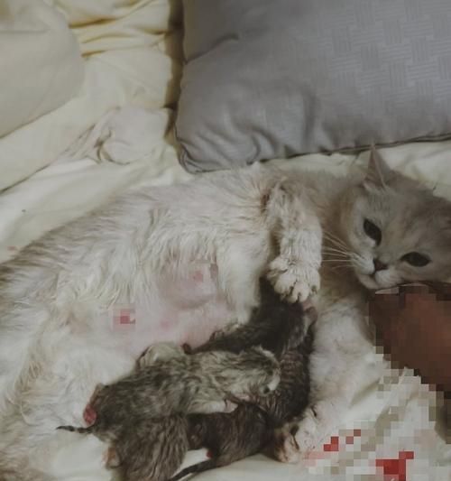 母猫产后护理时间（了解猫咪产仔后的重要时刻）