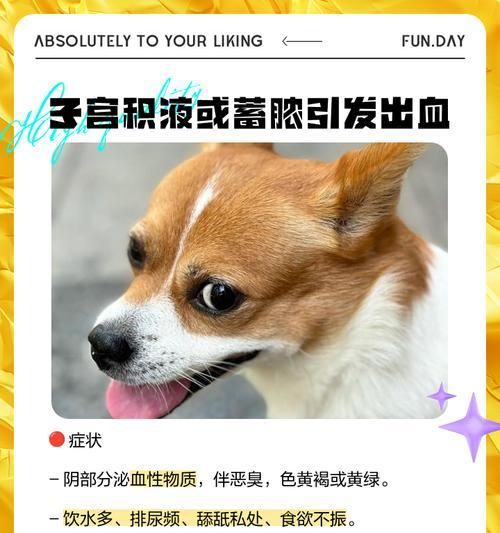 狗狗产后无出血的重要因素（了解恢复期和正确护理是关键）