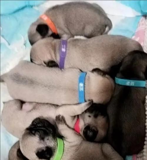 狗狗产后无出血的重要因素（了解恢复期和正确护理是关键）