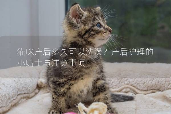 猫咪产后多久可以洗澡?产后护理的小贴士与注意事项