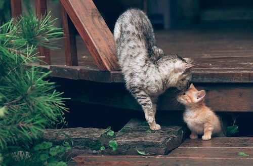 猫咪分娩前后表现及产后护理须知