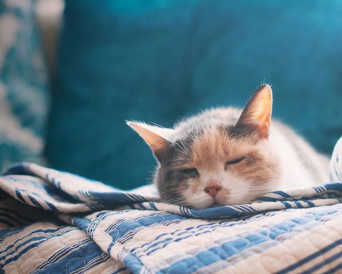 猫咪坐小月子15天，是直接还是循序渐进？