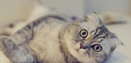 猫咪坐小月子15天，是直接还是循序渐进？