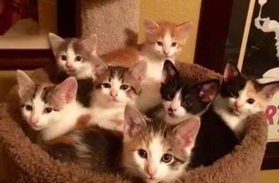 猫生完小猫后它会怎样照顾它们？