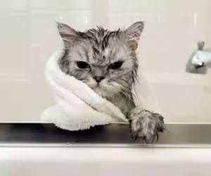 产后猫咪护理指南