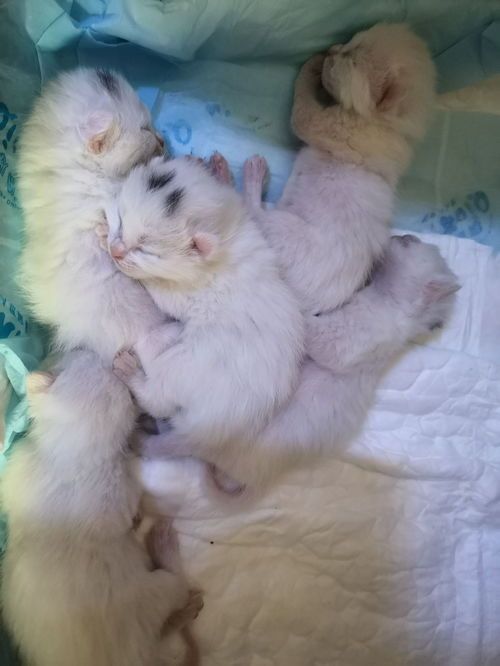 猫咪产后多长时间能顺利生出来呢？