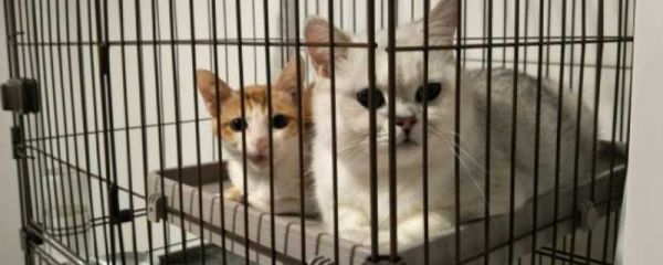 猫咪生产后的注意事项