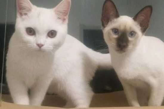 猫咪生产后的注意事项