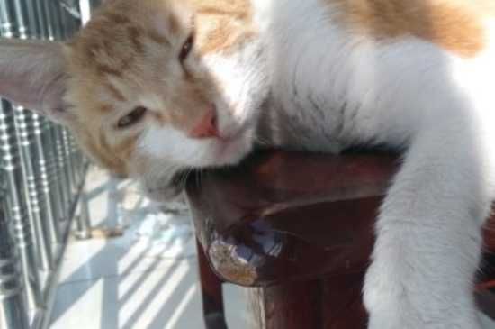 猫咪生产后的注意事项