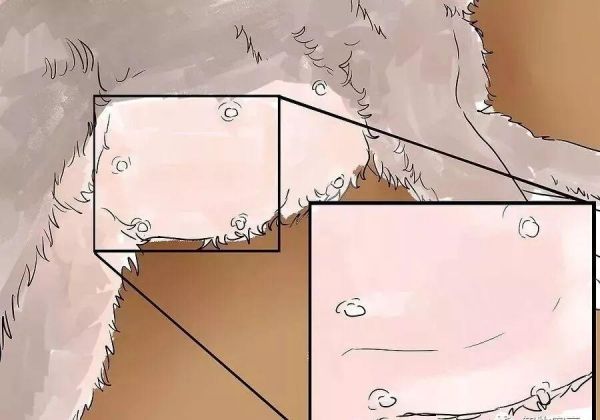 给猫接生需要准备什么？猫咪的生产与产后护理方法