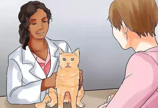 给猫接生需要准备什么？猫咪的生产与产后护理方法