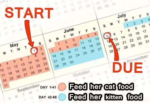 给猫接生需要准备什么？猫咪的生产与产后护理方法