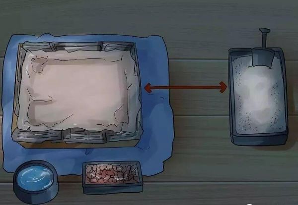 给猫接生需要准备什么？猫咪的生产与产后护理方法