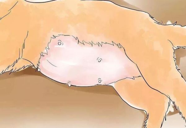 给猫接生需要准备什么？猫咪的生产与产后护理方法