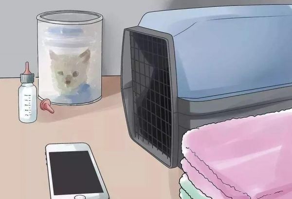 给猫接生需要准备什么？猫咪的生产与产后护理方法