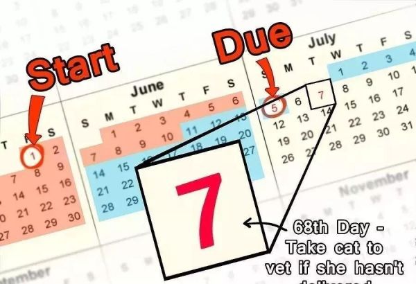 给猫接生需要准备什么？猫咪的生产与产后护理方法