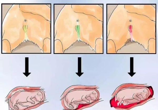 给猫接生需要准备什么？猫咪的生产与产后护理方法